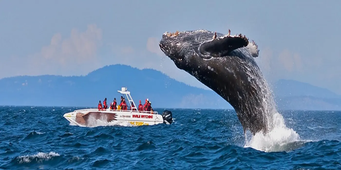 whale watching mirissa